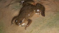 Katak badut ini jadi sumber inspirasi alat tes kehamilan yang sekarang sering digunakan. (Foto: Brian Gratwicke/Wikimedia Commons)