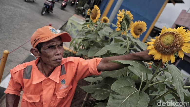 Taman Bunga Matahari Percantik Kanal Banjir Barat