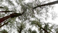 Pengunjung dapat bermain-main dengan sinar matahari yang menelusup di antara pohon pinus. Indah banget kan! (Aji Kusuma/detikTravel)