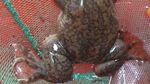 Mengenal Katak Badut, Amfibi yang Dulu Digunakan untuk Tes Kehamilan