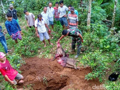 Sedang Memetik Daun Teh, Kakek Ini Tewas Diseruduk Babi Hutan