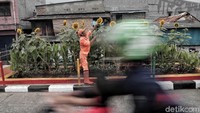 Pengendara melintas diantara taman bunga matahari.