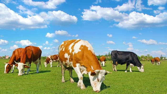 Cows grazing on pasture, landscape