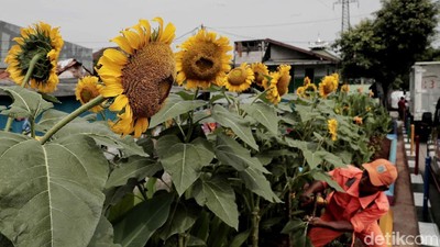 Taman Bunga Matahari Percantik Kanal Banjir Barat