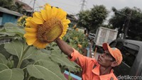 Bunga matahari ini dibuat sejak 6 bulan lalu.