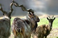 Pemburu Ini Rela Bayar Rp 1,5 Miliar Untuk Bunuh Kambing Gunung Langka