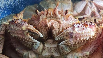 Saat foto dari sumber awal dicrop, detailnya pun masih terlihat. (Foto: Dok. Akun Weibo Wang Chuan)