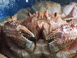 Xiaomi Mi 9 Hasilkan Foto-foto Ini, Bagus Tidak?