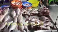 Keren! Aksi Potong Ikan Super Cepat di Ternate Ini Bikin Bengong