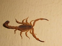 Waspada! Ini 4 Jalur Rahasia Kalajengking Masuk ke Rumah