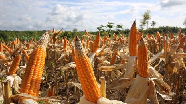 RI Bakal Terus Tergantung Impor Jagung, Kok Bisa?