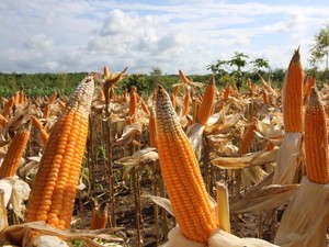Kementan Klaim Panen Jagung Melimpah dan Harga Turun