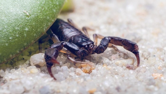 Scorpion sits on the sand under a green leaf close-up.