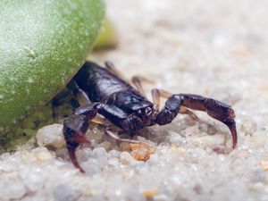 4 Jenis Kalajengking Terbesar di Dunia, Ada yang Panjangnya 1 Meter