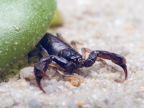 Dear Warga Jabar, Ini Tips Cegah Kalajengking Masuk ke Rumah