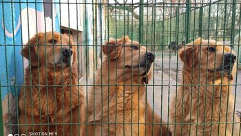 Ini salah satu sampel foto kamera belakang Xiaomi Mi 9. (Foto: Dok. Akun Weibo Wang Chuan)