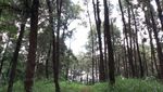 Foto: Dari Jalan Tol Trans Jawa, Bisa ke Hutan Cemara di Semarang
