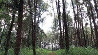 Deretan hutan pinus akan menyambut wisatawan ketika memasuki Wana Wisata Penggaron. Harga tiket masuk ke area ini adalah Rp 7.000 (Aji Kusuma/detikTravel) 