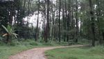 Foto: Dari Jalan Tol Trans Jawa, Bisa ke Hutan Cemara di Semarang