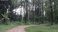 Berada di Desa Susukan, Kecamatan Ungaran Timur, Wana Wisata Penggaron menjadi tujuan tepat bagi pelancong yang doyan mengunggah foto bernuansa alam di Instagram. (Aji Kusuma/detikTravel)