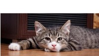 Begini nih wajah bete kalau nunggu makanan yang diidamkan lama tibanya. Tapi ini yang ngidam kok malah kucing. Foto: Istimewa