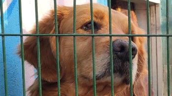 Begini hasil crop dari foto pertama. (Foto: Dok. Akun Weibo Wang Chuan)