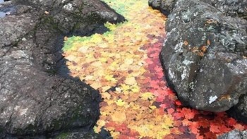 Warna yang cantik, ketika dedaunan berjatuhan. (Foto: Brightside)