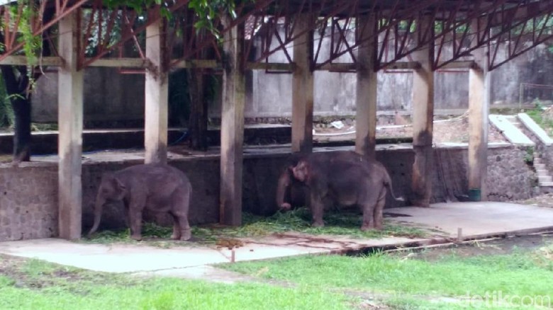Seekor Gajah Jantan di Solo Zoo Mati, Penggantinya Sedang Dicari Seekor Gajah Jantan di Solo Zoo Mati, Penggantinya Sedang Dicari