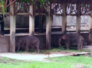 Seekor Gajah Jantan di Solo Zoo Mati, Penggantinya Sedang Dicari