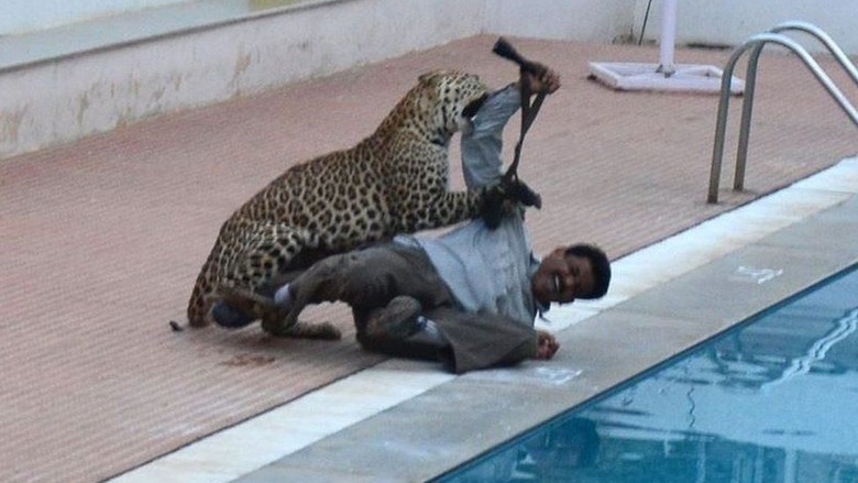 Serangan Macan Tutul Meningkat, Tapi Apakah Binatang Ini Menolong Manusia? Serangan Macan Tutul Meningkat, Tapi Apakah Binatang Ini Menolong Manusia?