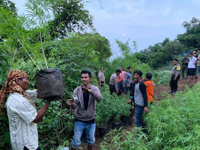 Warga Kaget Ada 1,5 Hektar Ladang Ganja di Lahan Perhutani Warga Kaget Ada 1,5 Hektar Ladang Ganja di Lahan Perhutani