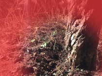 Duar! Ledakan Misterius Gegerkan Warga Waru Sidoarjo-Surabaya