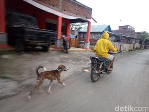 Awalnya Bebas Rabies, Kenapa Bisa Ada KLB di NTB?