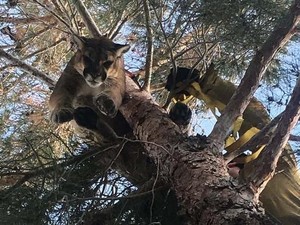 Singa Gunung Dievakuasi dari Pohon di Halaman Belakang Rumah Warga