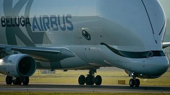 Airbus Beluga XL adalah pesawat transportasi raksasa yang dijadwalkan akan beroperasi pada tahun 2019 ini. Foto: Getty Images