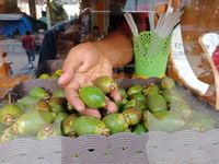 Jus Pinang Muda Aseuli di Aceh Ini Populer Sebagai Penambah Vitalitas Pria