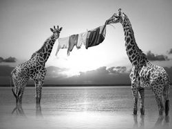 Kocak! Aksi Hewan Ketika Tidak Dilihat Manusia