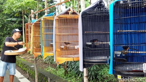 Sekolah burung kicauan di Boyolali.