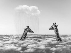 Kocak! Aksi Hewan Ketika Tidak Dilihat Manusia