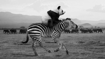 Sang fotografer bernama Thomas Subtil. Dia berasal dari Prancis. Foto: Thomas Subtil