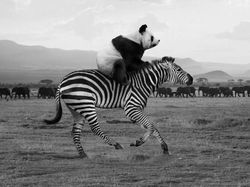 Kocak! Aksi Hewan Ketika Tidak Dilihat Manusia