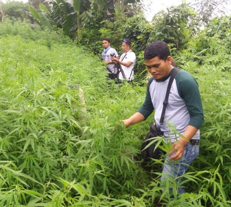 Geger Ladang Ganja 1,5 Hektare di Lahan Perhutani Purwakarta Geger Ladang Ganja 1,5 Hektare di Lahan Perhutani Purwakarta