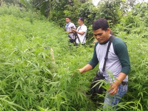 Petualangan Sarwin Tanam Ganja 1,5 Hektare di Purwakarta