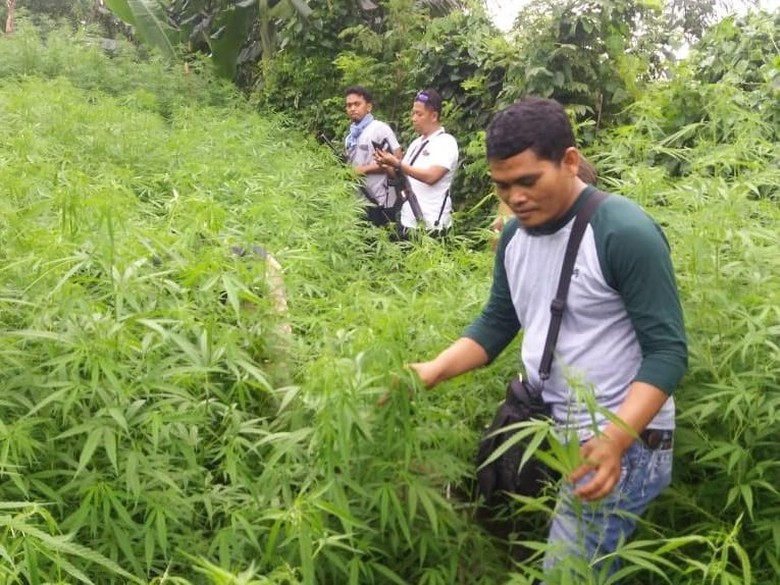 Cerita Kamuflase Ladang Ganja 1,5 Hektare di Purwakarta Cerita Kamuflase Ladang Ganja 1,5 Hektare di Purwakarta