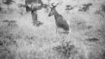 Untuk meliat lebih banyak karyanya bisa menyambangi akun Facebooknya di sini, atau ke laman resminya di sini. Foto: Thomas Subtil