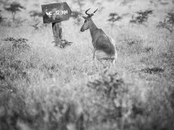 Kocak! Aksi Hewan Ketika Tidak Dilihat Manusia