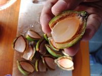 Jus Pinang Muda Aseuli di Aceh Ini Populer Sebagai Penambah Vitalitas Pria