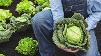 Pasangan Ini Berhasil Tanam Kol Sebesar Manusia di Kebun Mereka