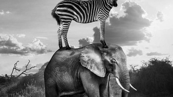 Bertumpuk menjadi piramid. Foto: Thomas Subtil