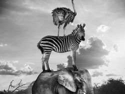 Kocak! Aksi Hewan Ketika Tidak Dilihat Manusia